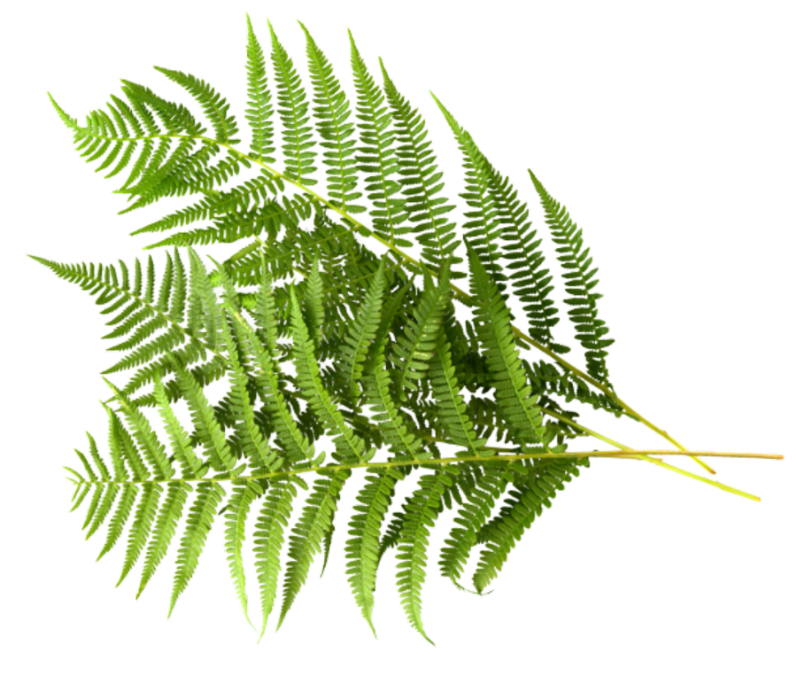 A fern plant